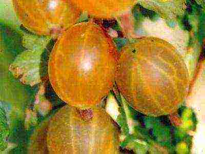 the best varieties of green gooseberries