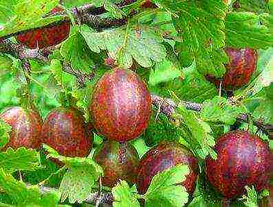 the best varieties of green gooseberries