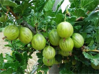 the best varieties of green gooseberries