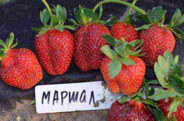 the best varieties of wild strawberries