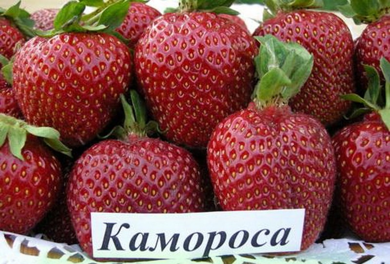 the best varieties of wild strawberries