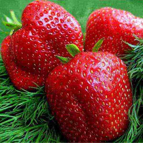 best medium strawberries