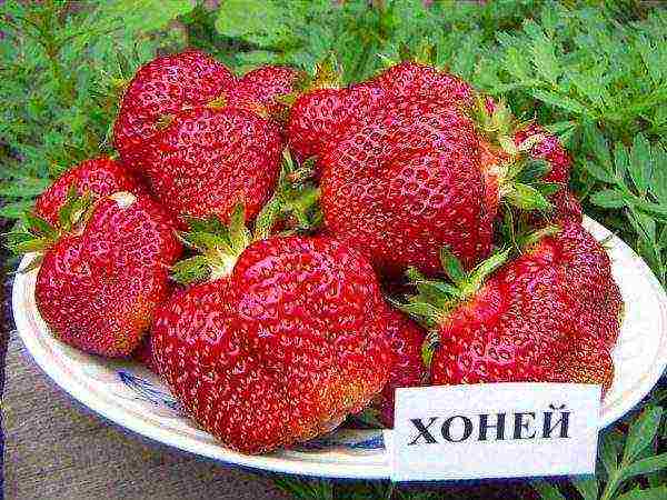 best medium strawberries