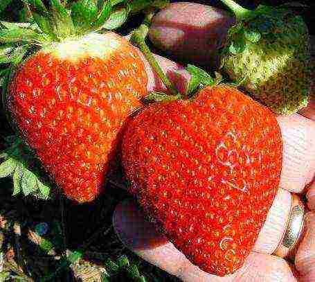 best medium strawberries