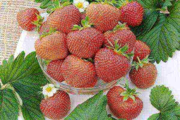 pinakamahusay na medium strawberry