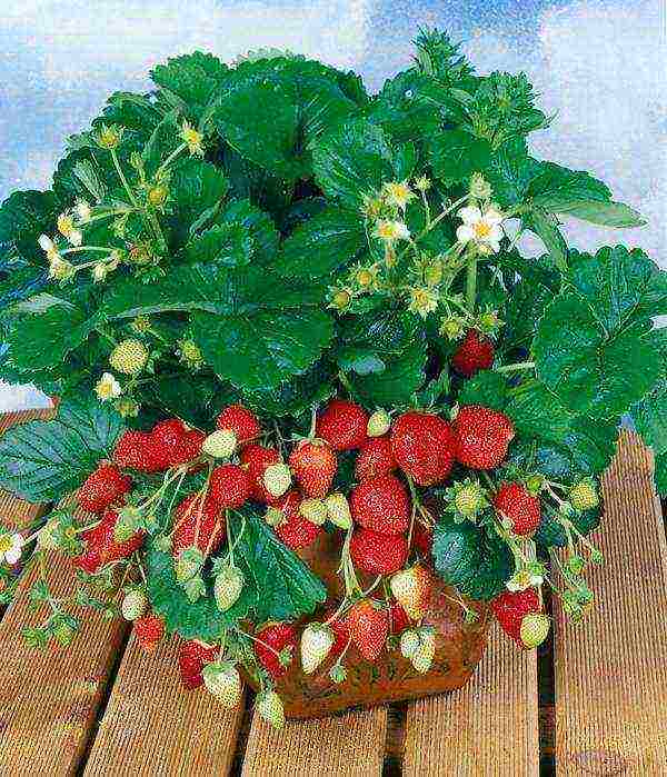 best medium strawberries