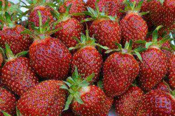 best medium strawberries