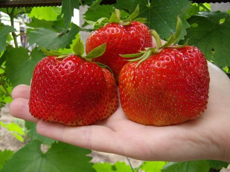 best medium strawberries