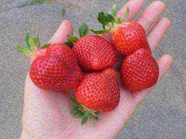 best medium strawberries