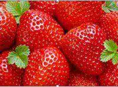 best medium strawberries