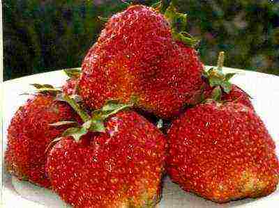 best medium strawberries