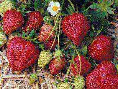 best medium strawberries