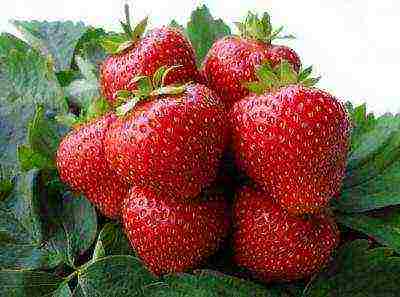 best medium strawberries