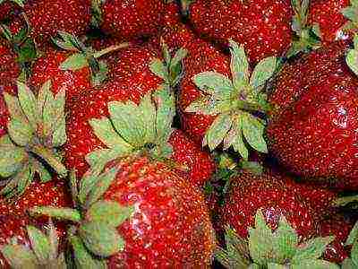 best medium strawberries