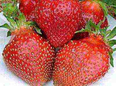 best medium strawberries