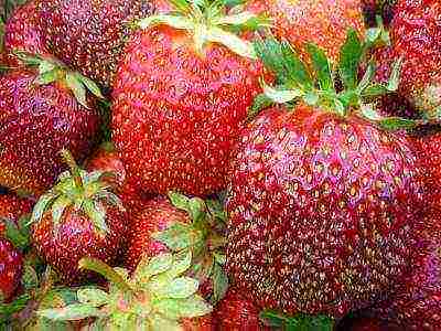 best medium strawberries