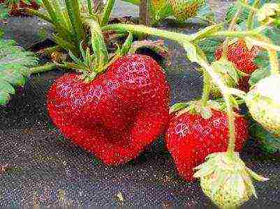 best medium strawberries