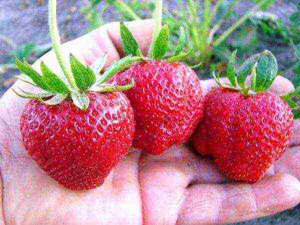 best medium strawberries