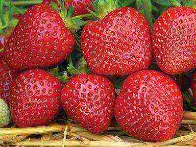 best medium strawberries