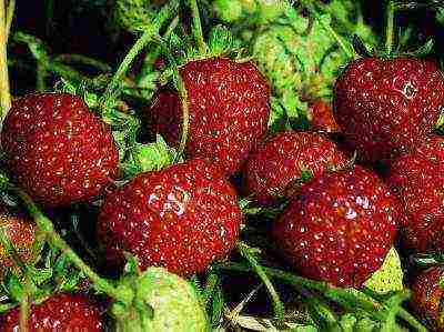 best medium strawberries