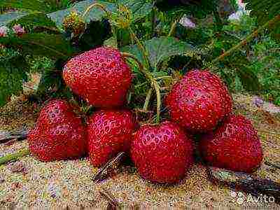 best medium strawberries