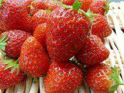 best medium strawberries