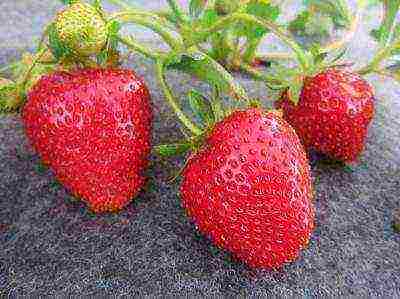 best medium strawberries