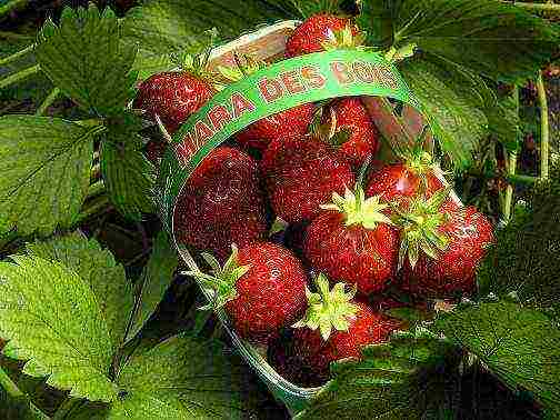 best medium strawberries