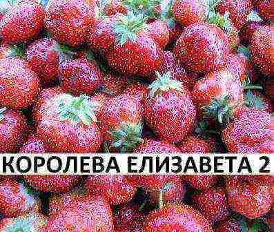 best medium strawberries