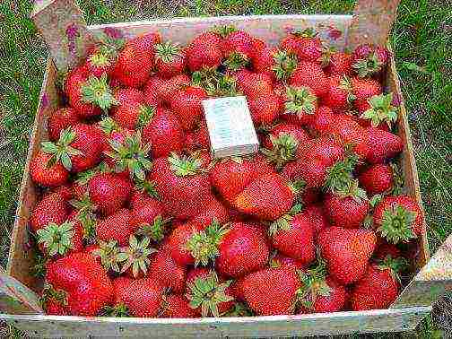 best medium strawberries