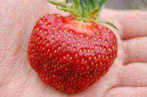 best medium strawberries