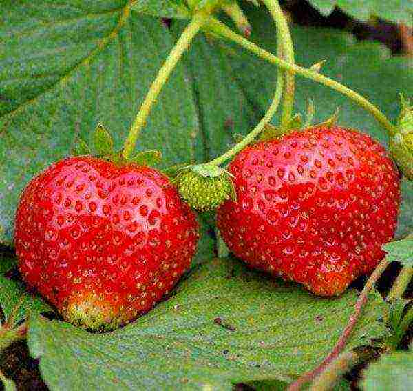 best medium strawberries