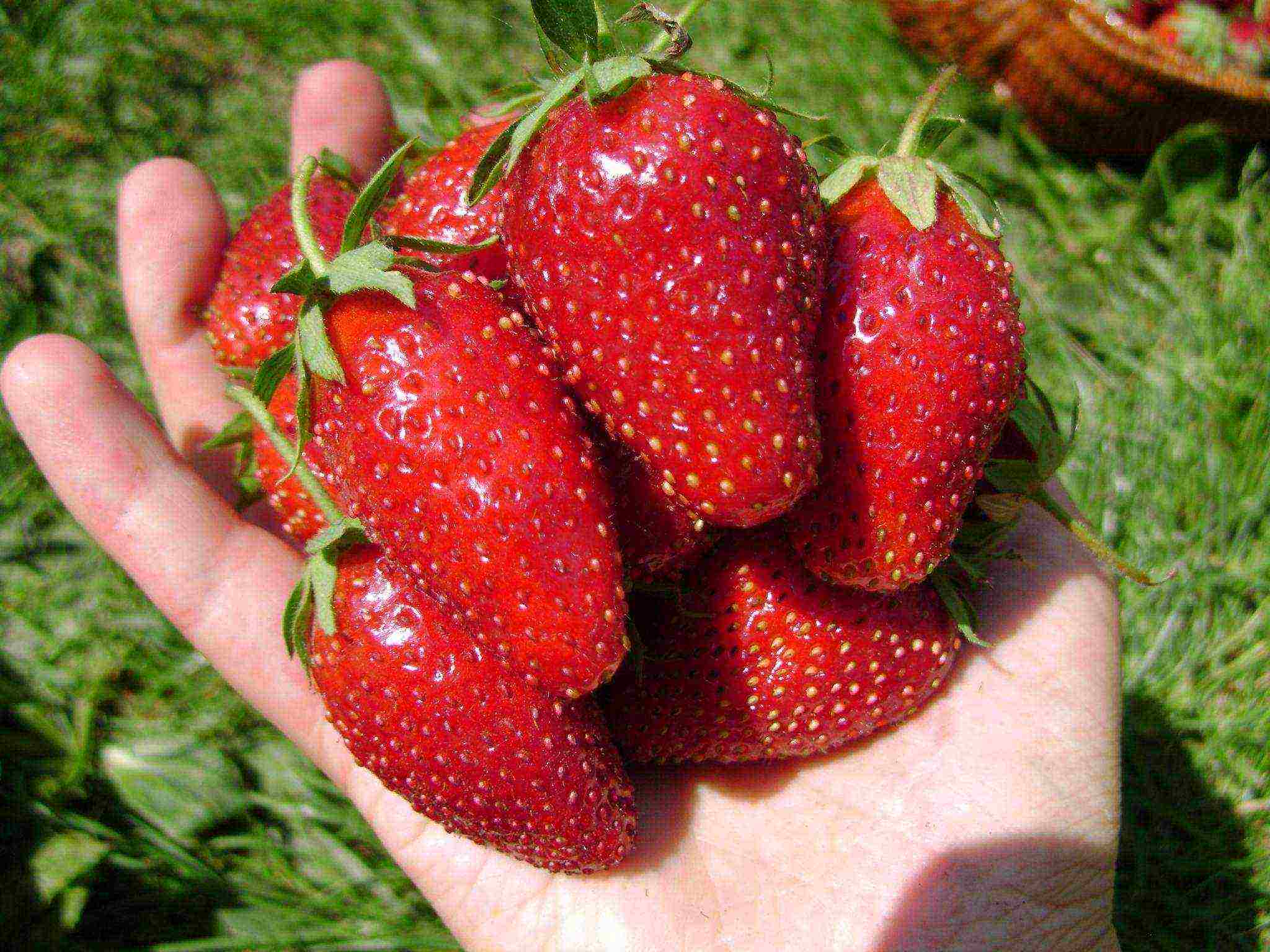 best medium strawberries