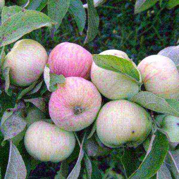 the best summer apple variety