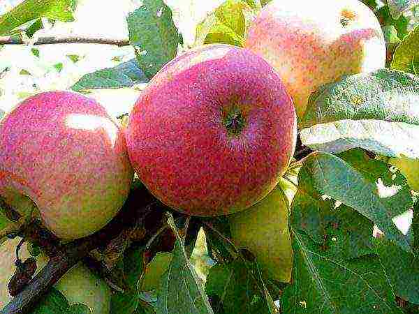 the best summer apple variety