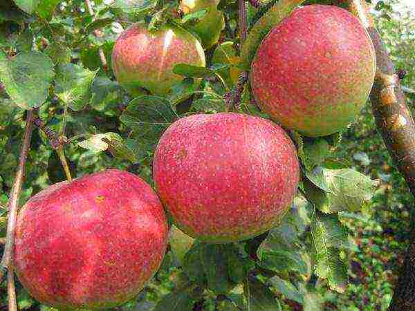 the best autumn apple variety