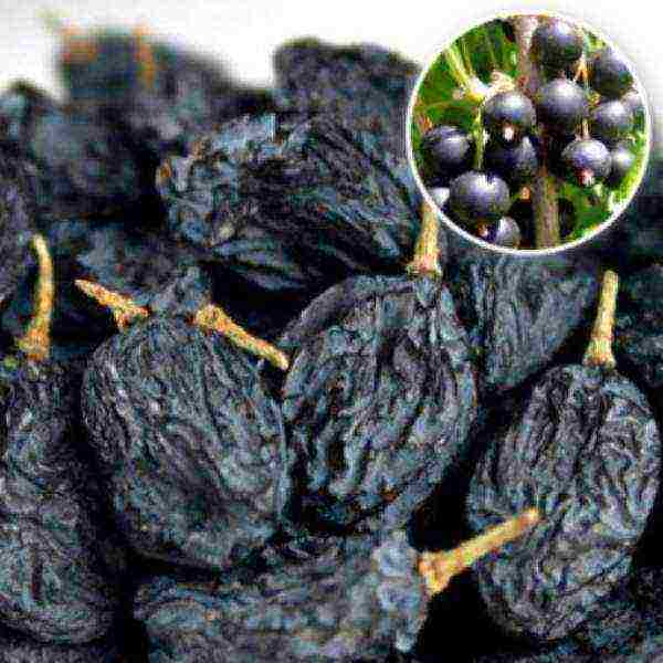 best variety black currant