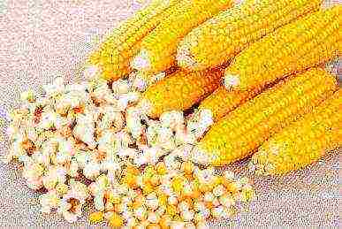 the best grade of sugar corn