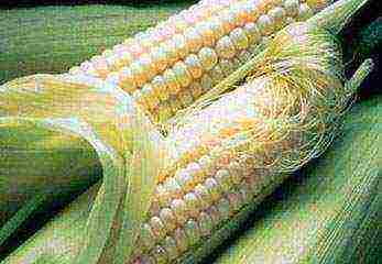 the best grade of sugar corn