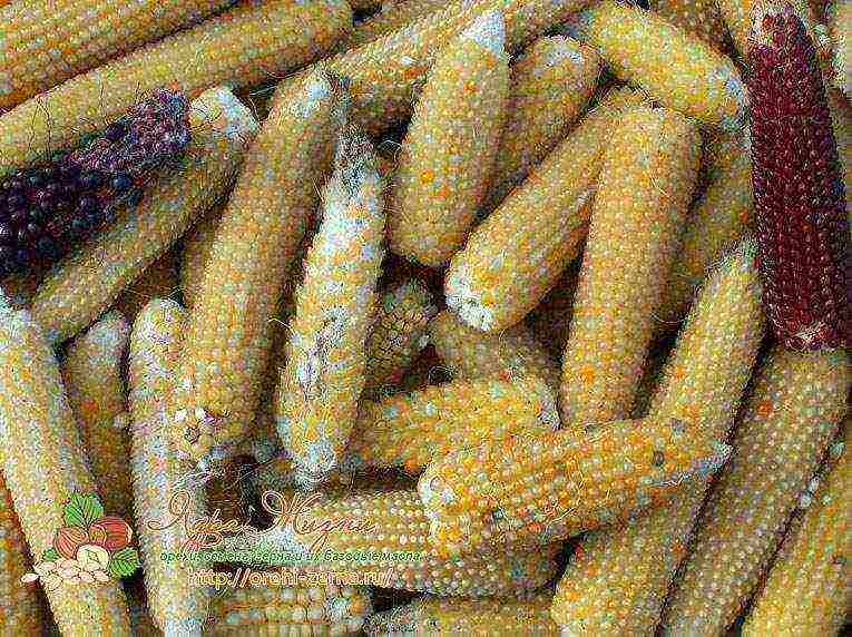 the best grade of sugar corn