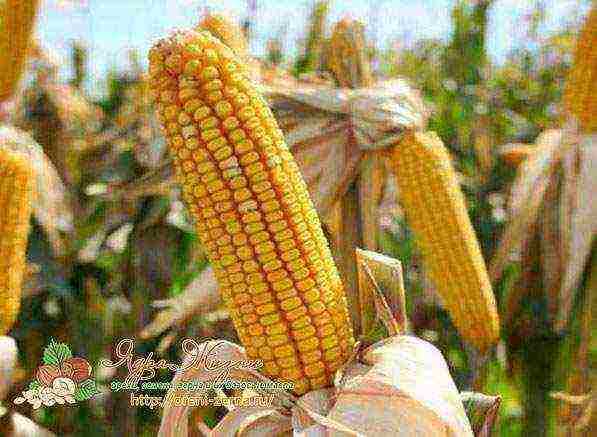 the best grade of sugar corn