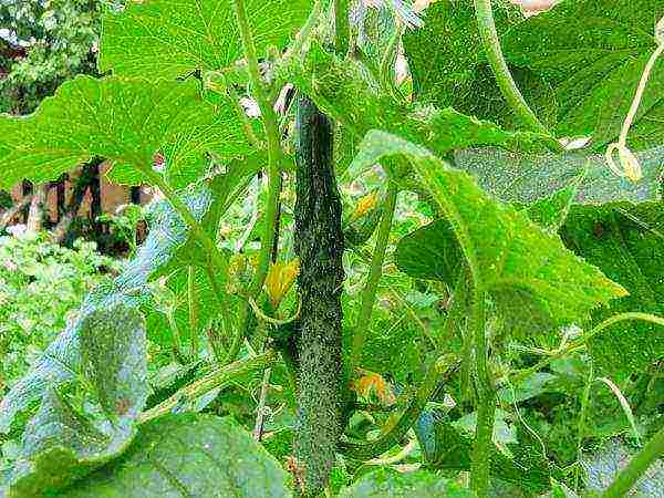 small lumpy cucumbers the best varieties