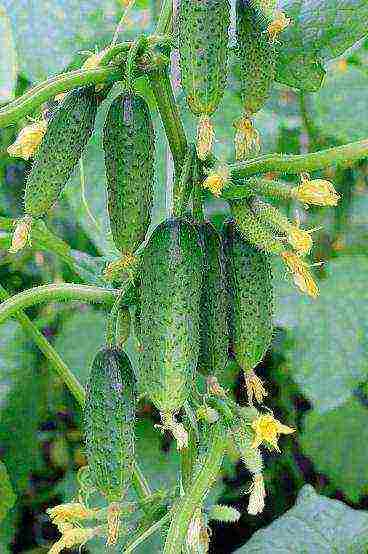 small lumpy cucumbers the best varieties