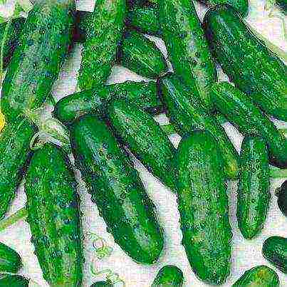 small lumpy cucumbers the best varieties