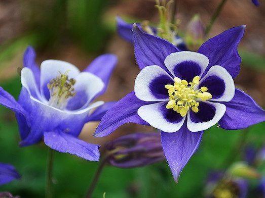 يمكن زراعة aquilegia كنبات منزلي