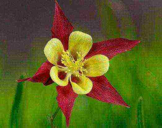 can aquilegia be grown as a houseplant