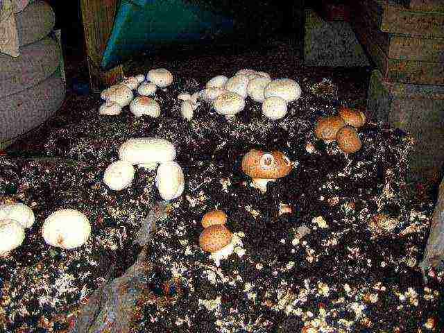 je li moguće uzgajati gljive kod kuće kod kuće