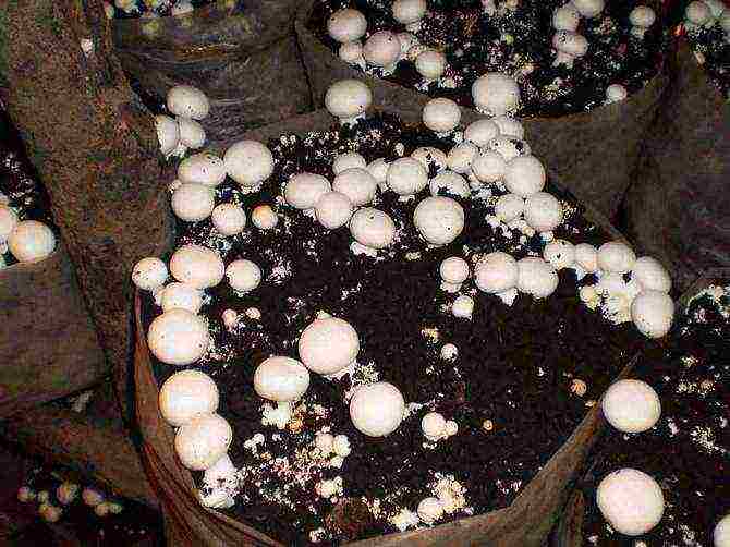 je li moguće uzgajati gljive kod kuće