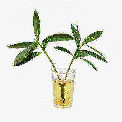 is it possible to grow balsam as a houseplant