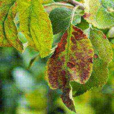 posible bang palaguin ang balsam bilang isang houseplant